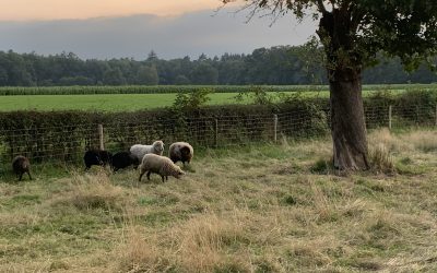 Schapen drijven op Hoeve de Kempe